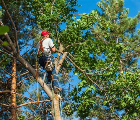 tree service lakeland|tree care service near me.